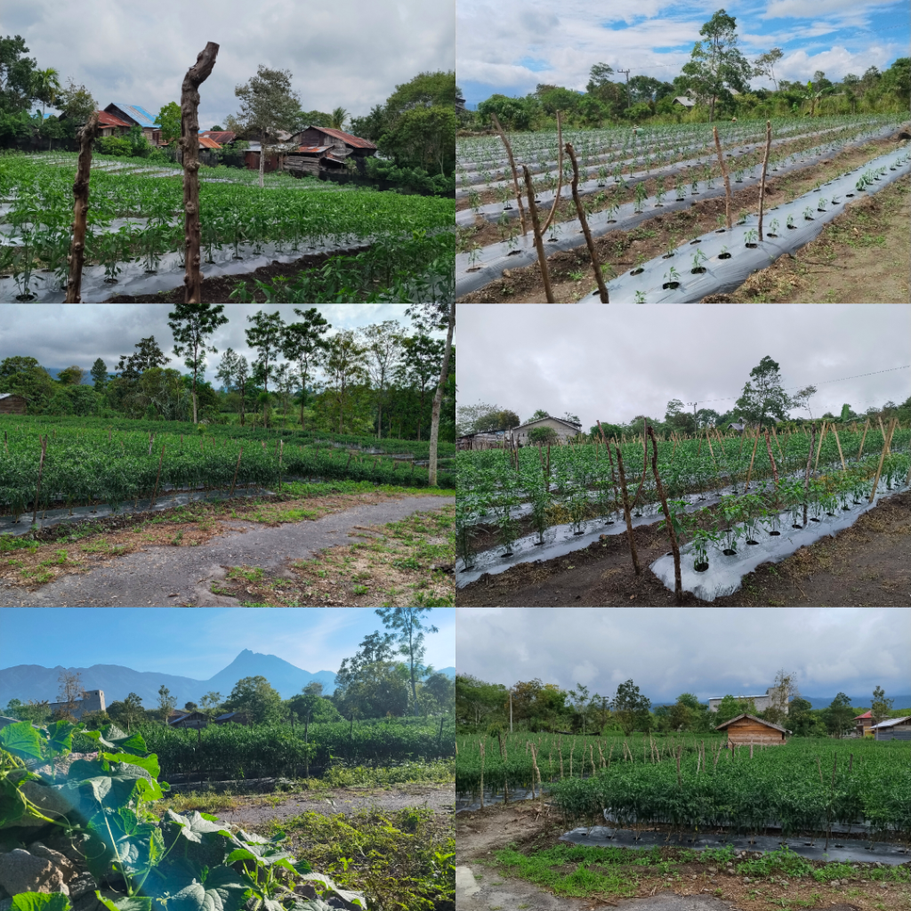 Perkebunan cabai kampung Timang Rasa