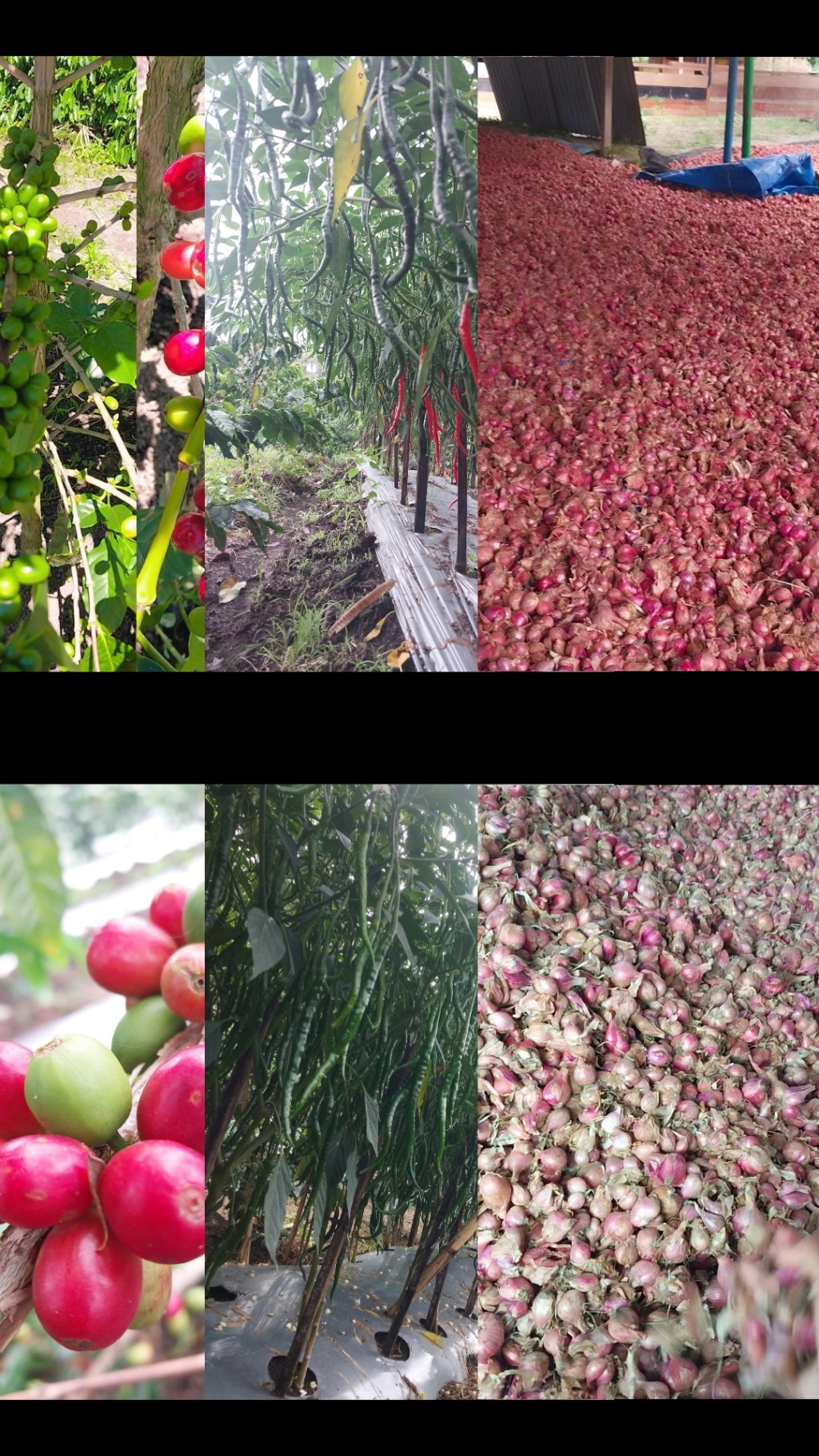 Hasil panen kampung Timang Rasa