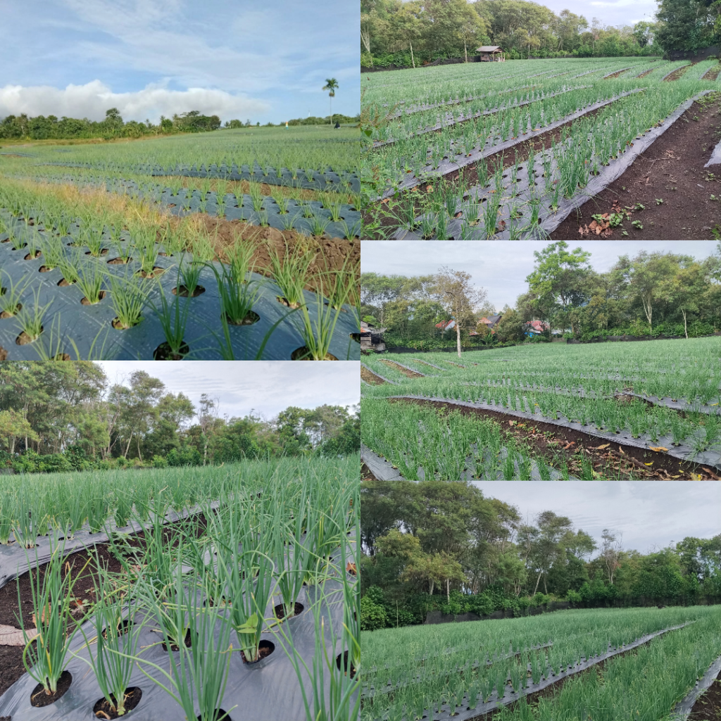 Perkebunan bawang kampung Timang Rasa