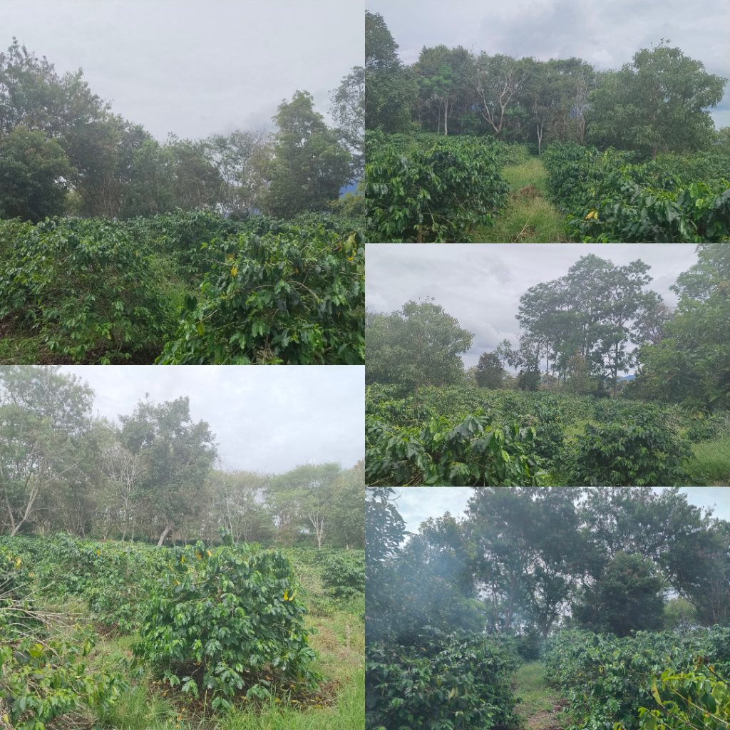 Perkebunan kopi Kampung Timang Rasa